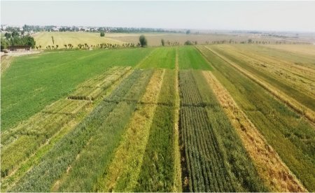 UversitySkateboards25