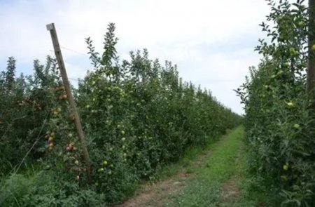 UversitySkateboards25