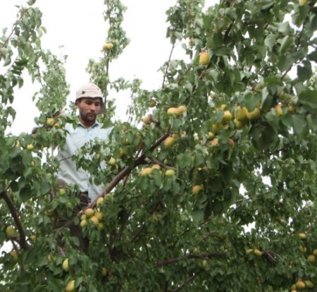 UversitySkateboards25