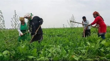 UversitySkateboards25