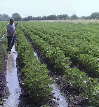 UversitySkateboards25