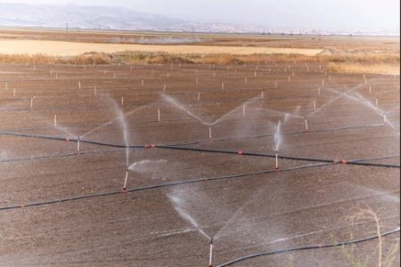 UversitySkateboards25