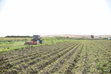 UversitySkateboards25