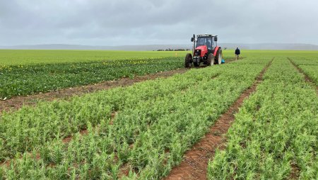 UversitySkateboards25