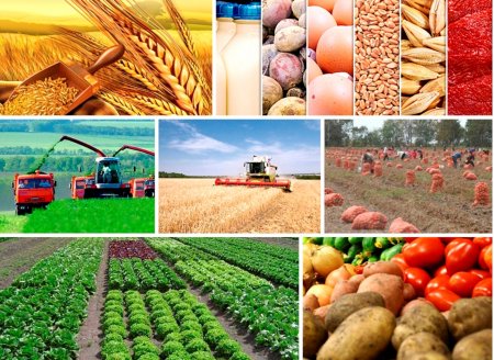 UversitySkateboards25