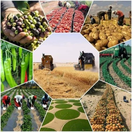 UversitySkateboards25