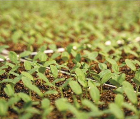 UversitySkateboards25