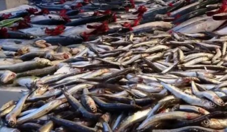 UversitySkateboards25