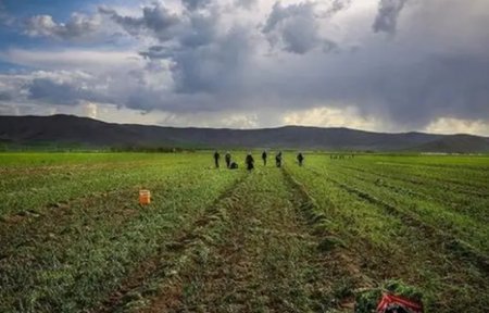 UversitySkateboards25