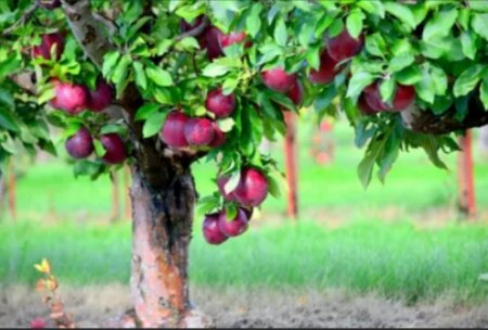 UversitySkateboards25