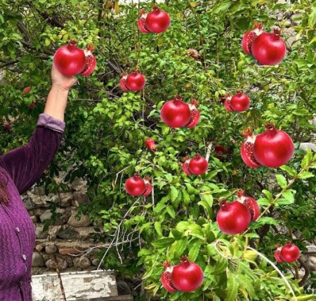 UversitySkateboards25