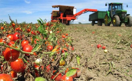 UversitySkateboards25