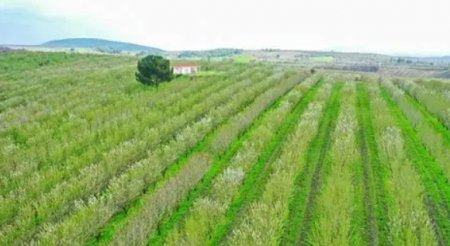 UversitySkateboards25