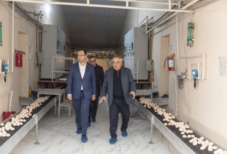 UversitySkateboards25