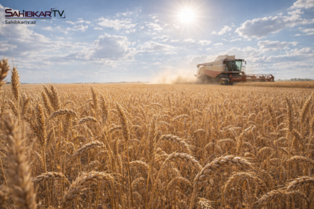 UversitySkateboards25